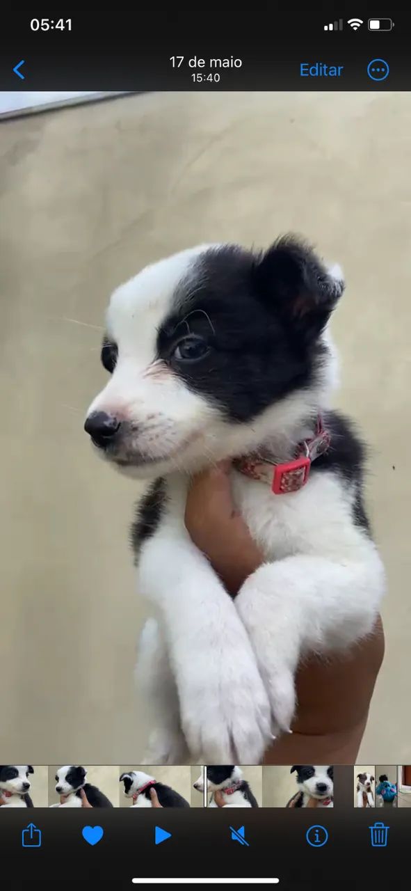 BODER COLLIE MACHO A VENDA 