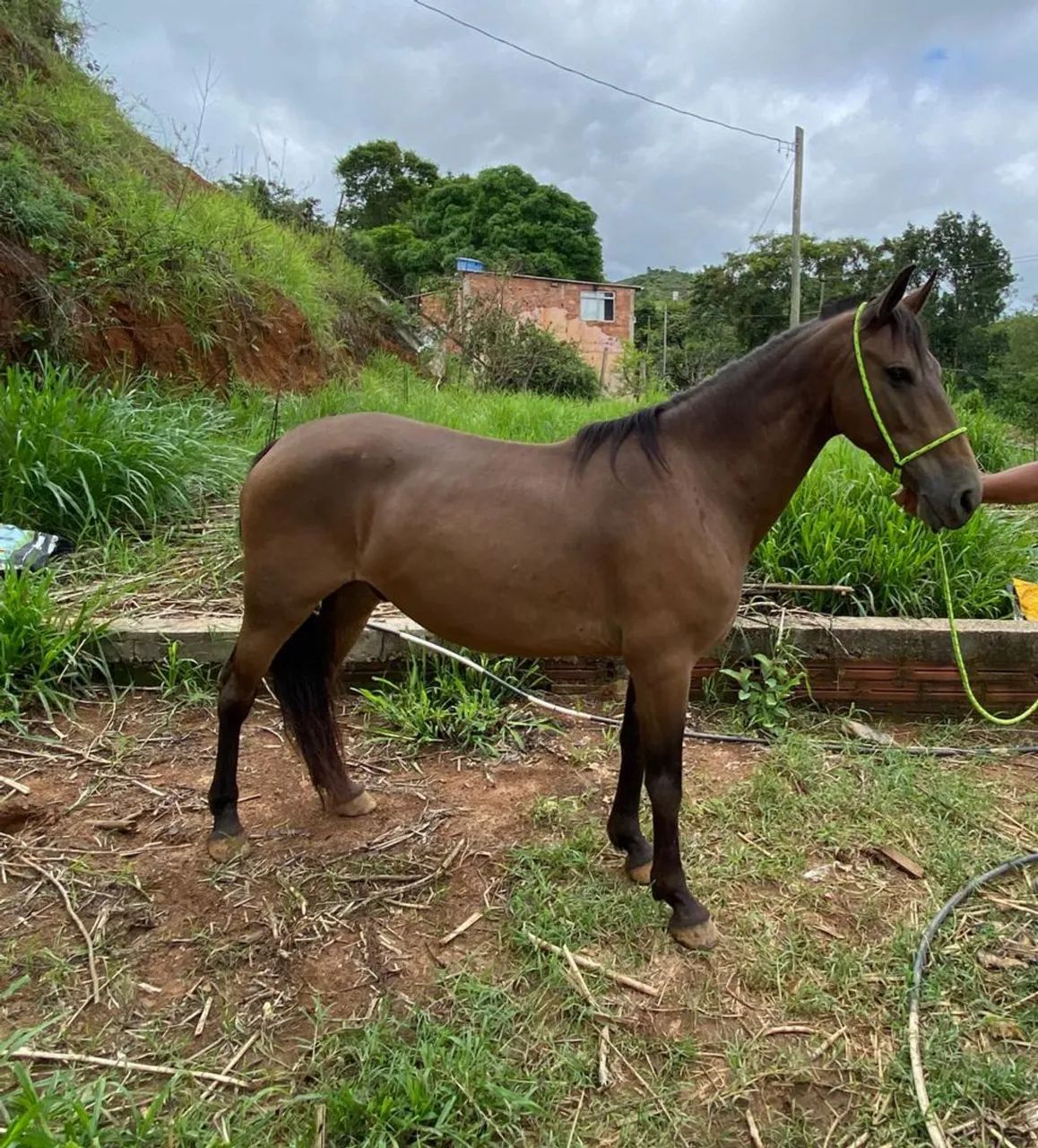 Vendo cavalo - Foto 4