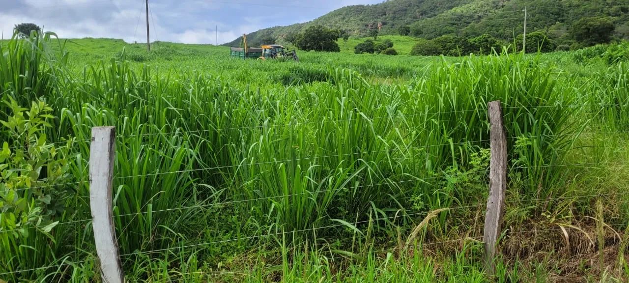 Fazenda em campo florido  - Foto 2
