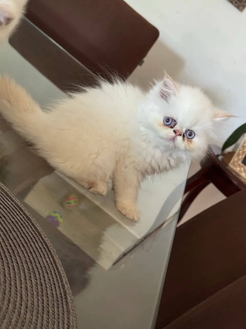 Gato persa - Foto 2