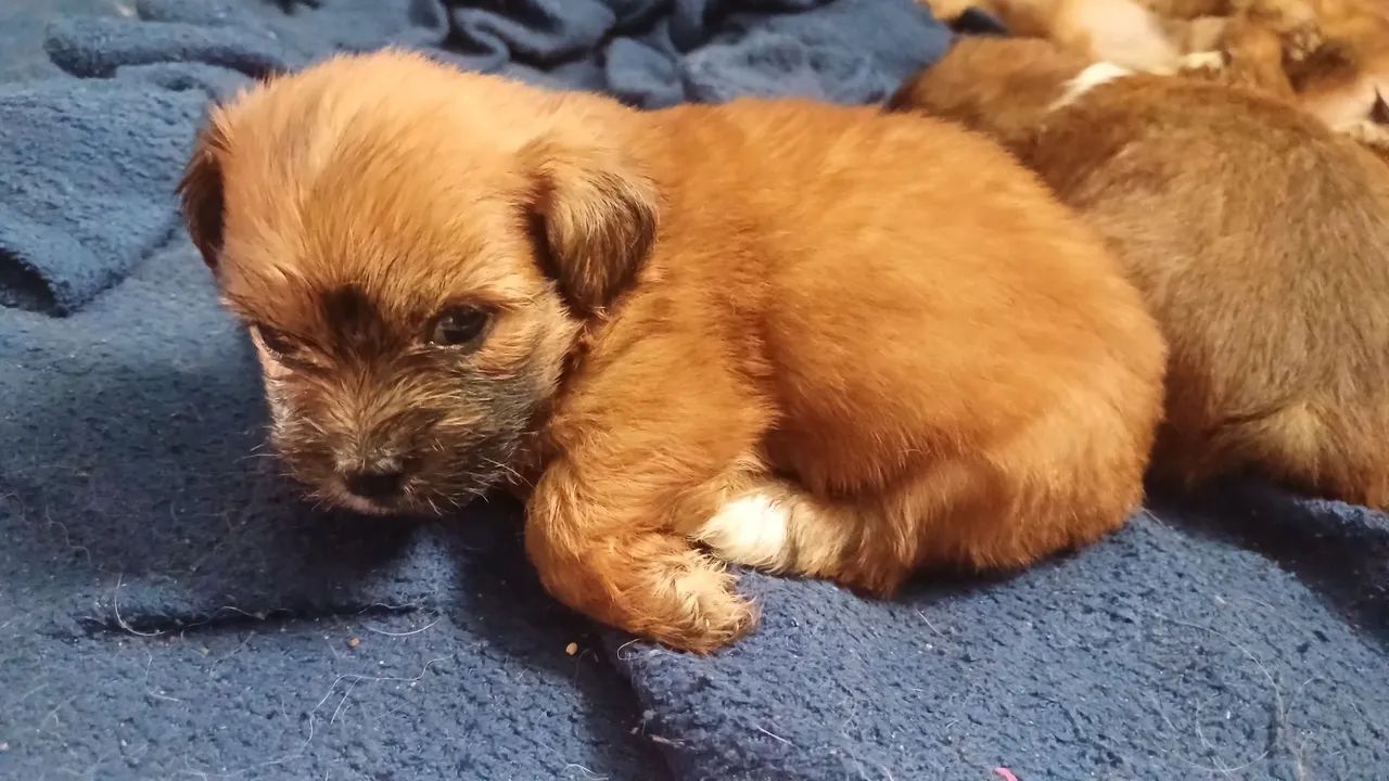 Filhotes de lhasa apso  - Foto 3
