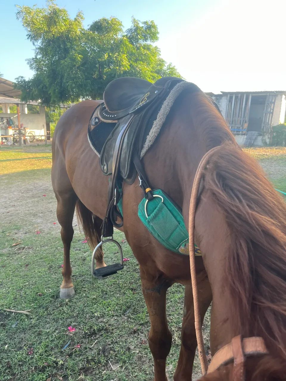 Égua de direita  - Foto 2