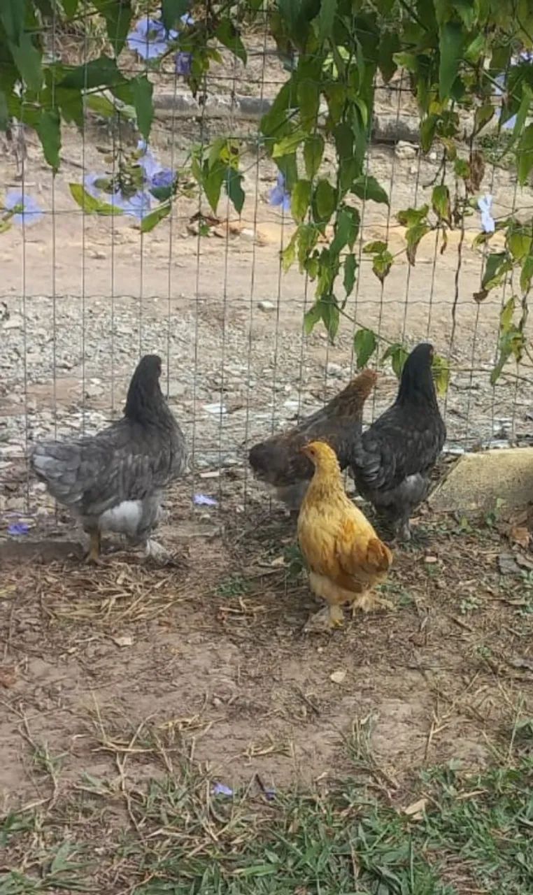 Vendo galinha e galo Brahma - Foto 3