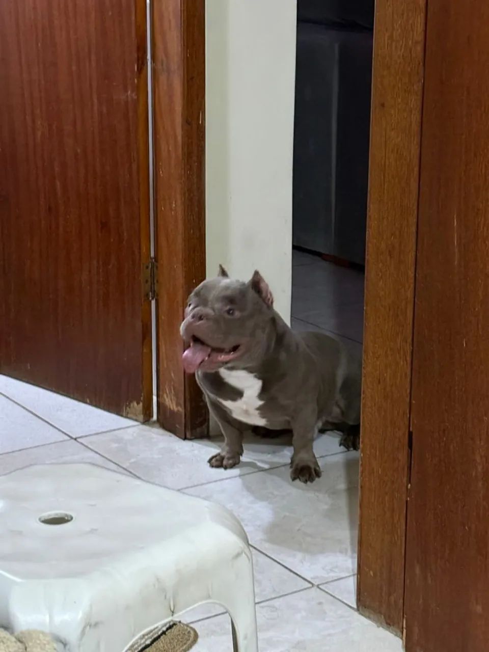 American bully micro - Foto 4