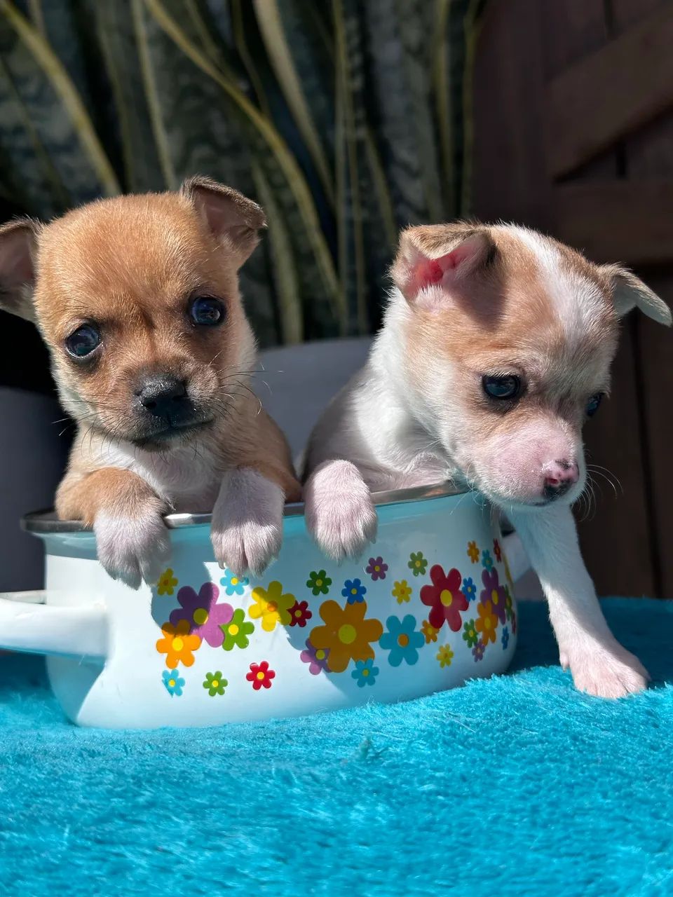 Pinscher  - Foto 2