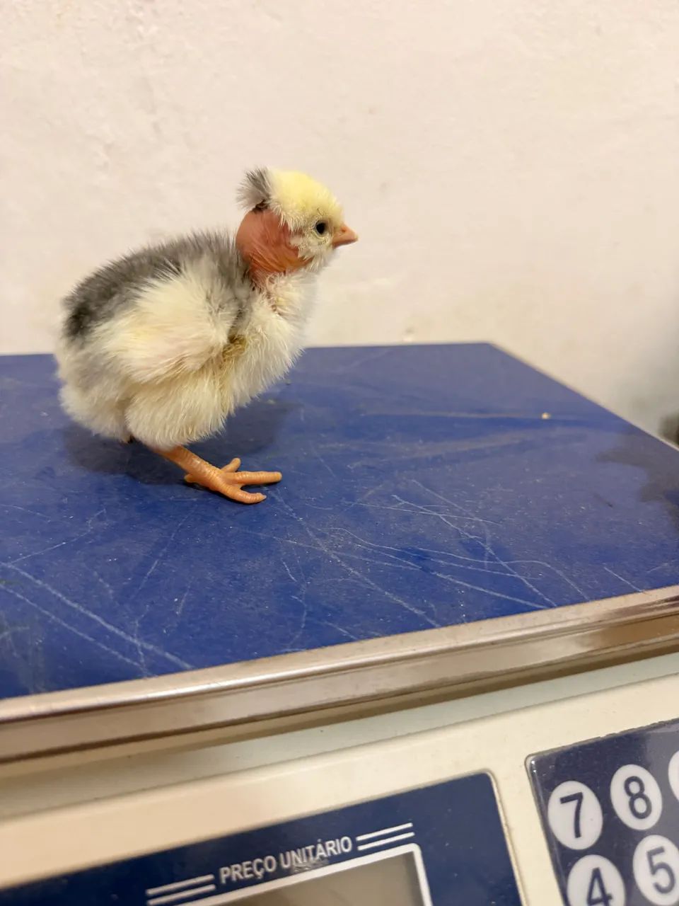 Pintos Balão sergipano - Foto 2