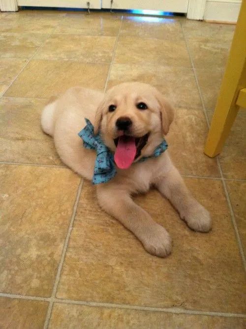Belos filhotes de labrador  - Foto 4