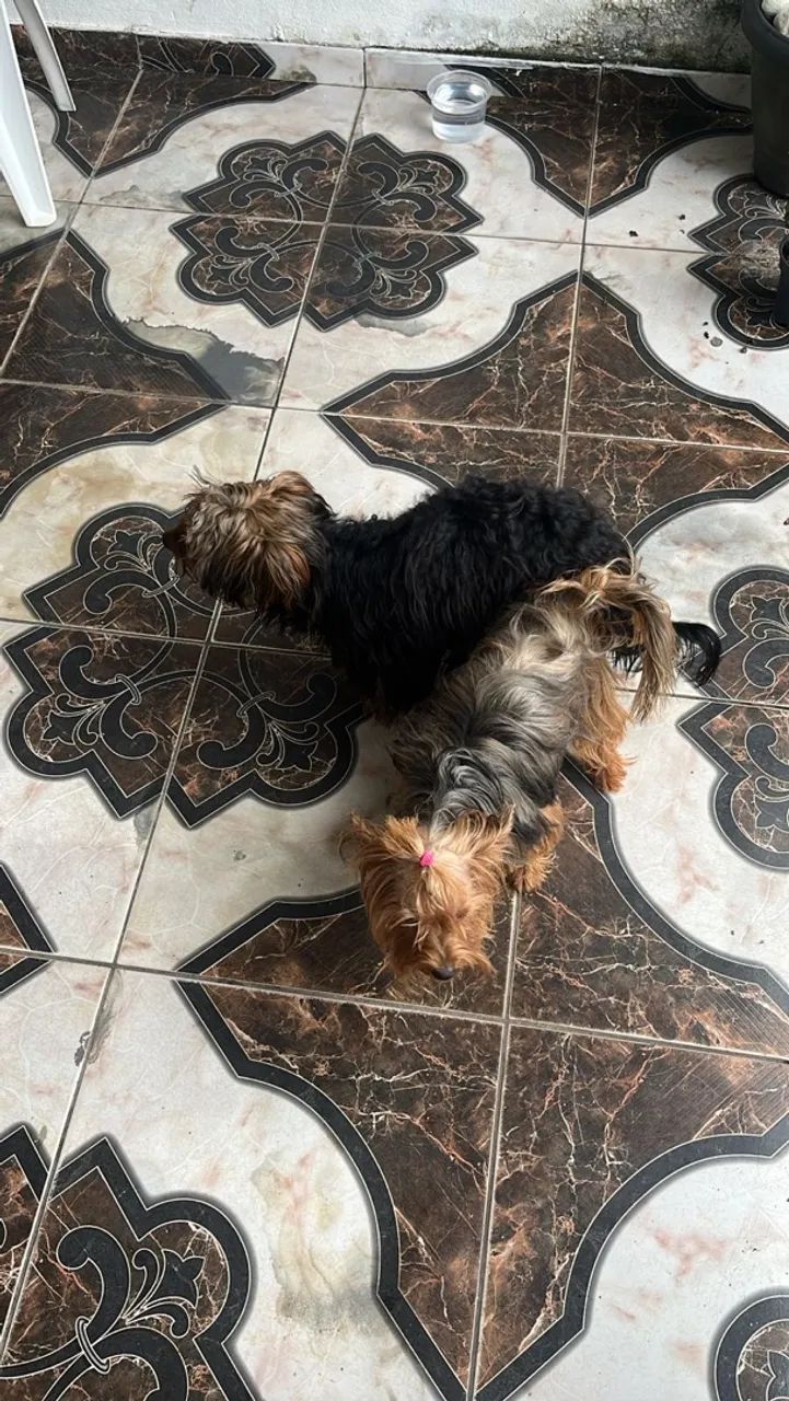 Yorkshire terrier macho  - Foto 3