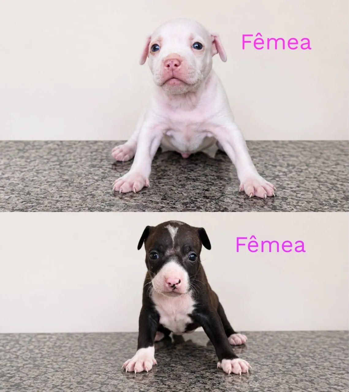 Pitbull Filhote  - Foto 3
