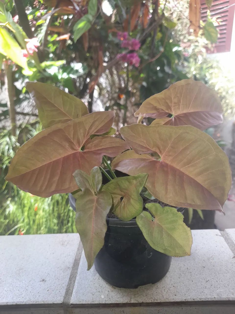 Vendo Planta  - Foto 2