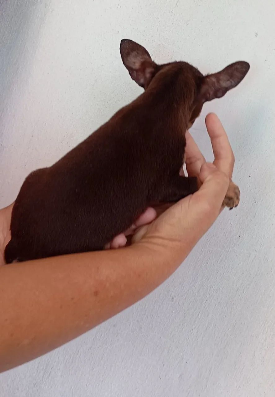 Pincher macho  - Foto 4
