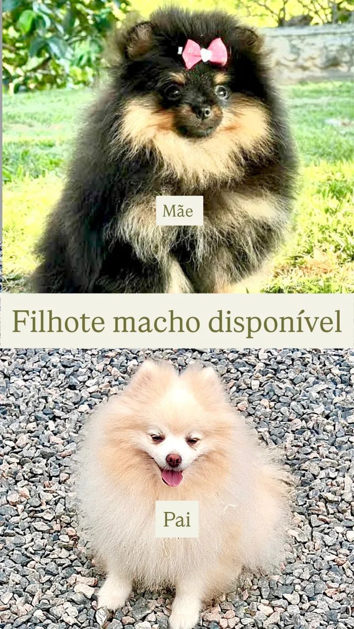 Lulu da pomerania macho anao  - Foto 2