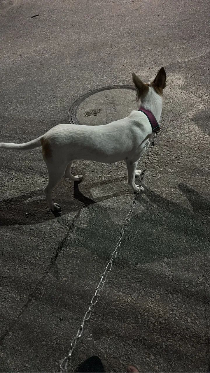 Cadela - Foto 5