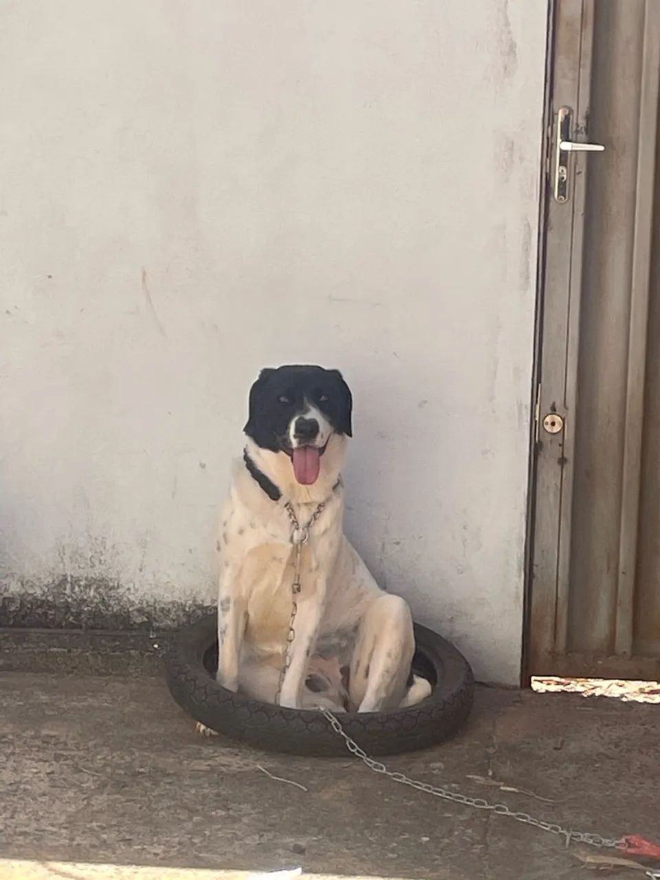 Doa-se Cachorro  - Foto 2