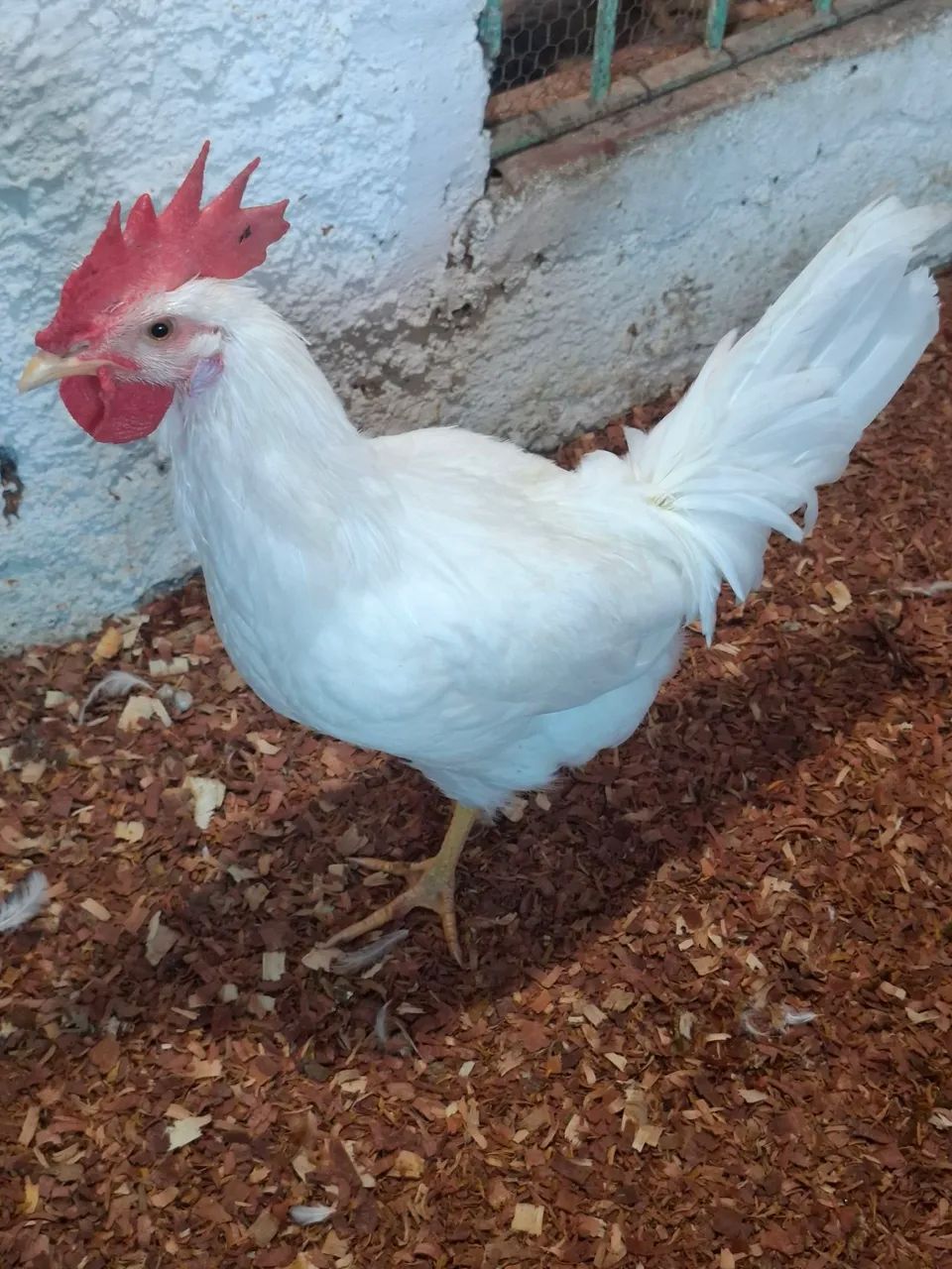 Vendo galo ?  - Foto 2