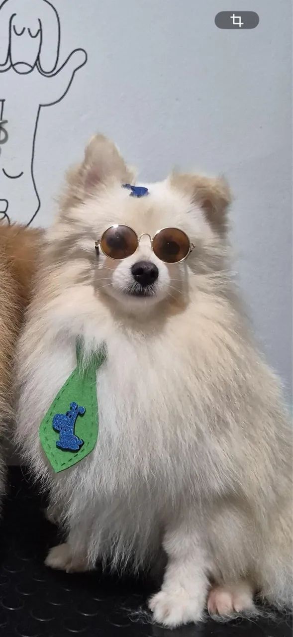 Lulu da Pomerania(spitz alemão )  - Foto 2