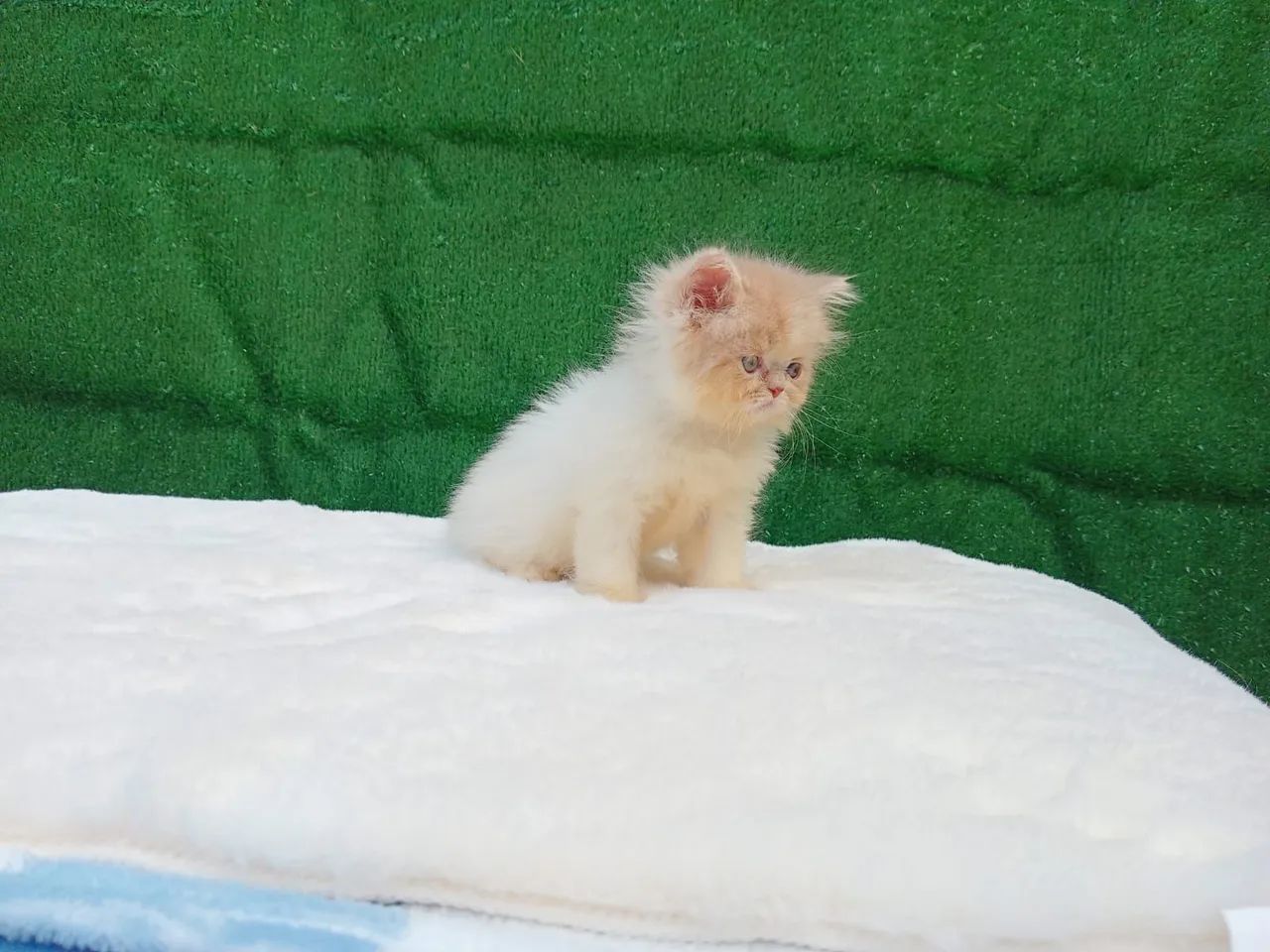 Persa show  - Foto 3
