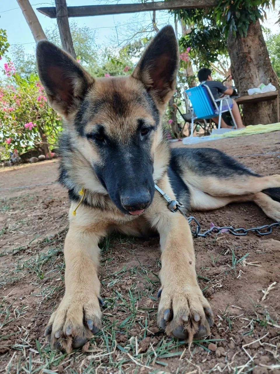 Cão Pastor alemão capa preta - Foto 3