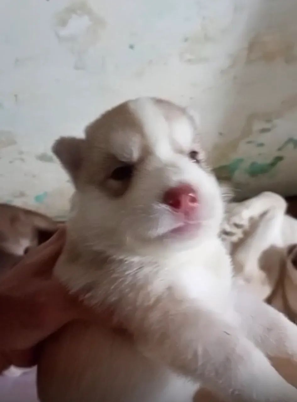 husky