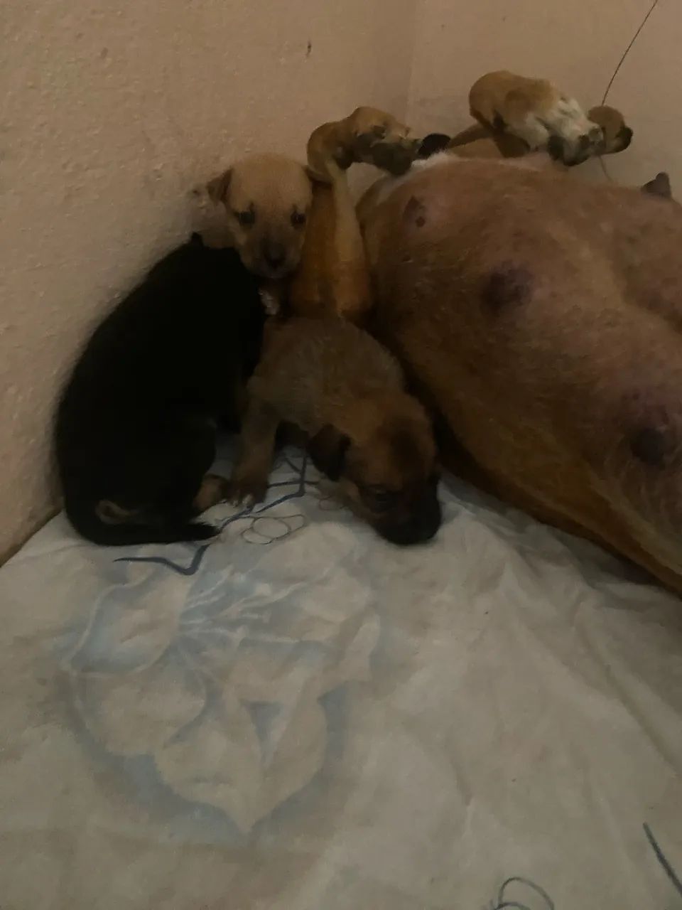 Adoção - Foto 2