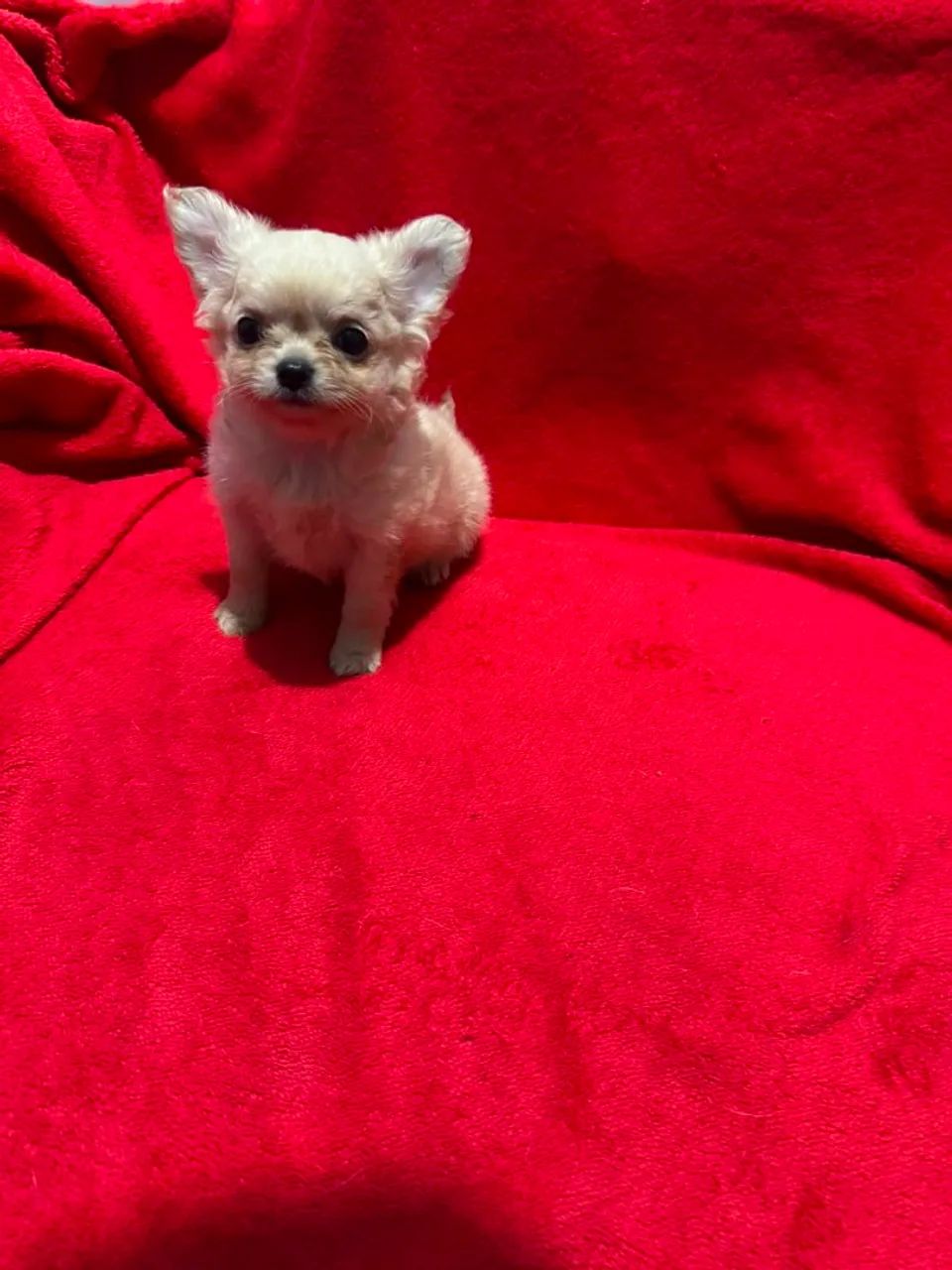 Chihuhaua  - Foto 3
