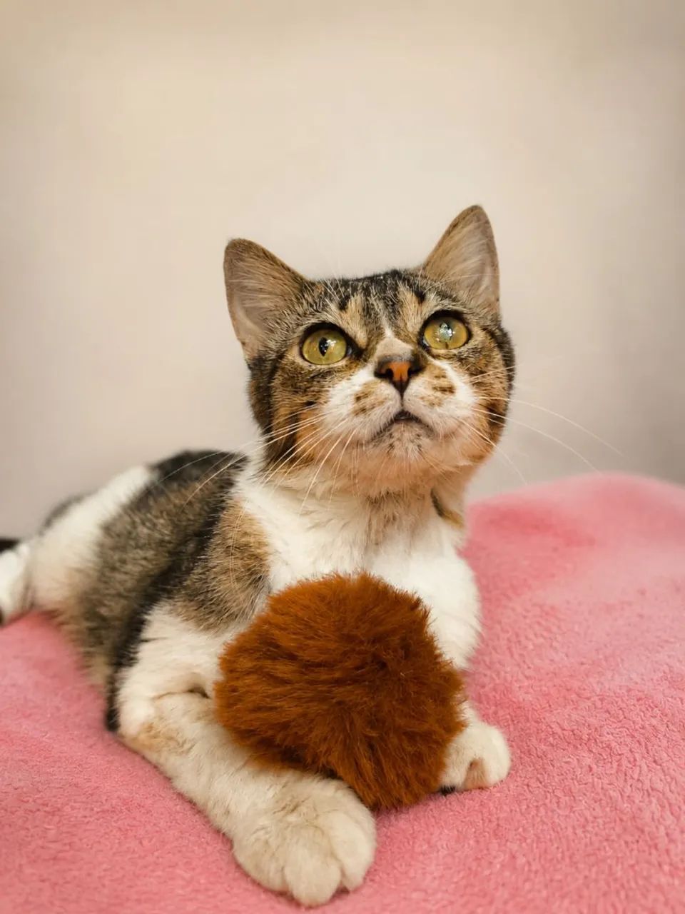 Gatinha castrada busca uma família 