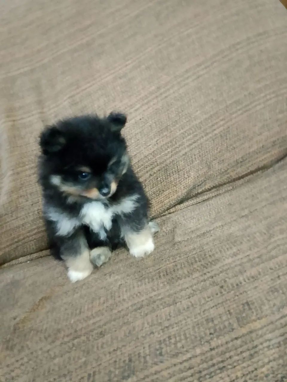 Spitz alemão macho - Foto 2