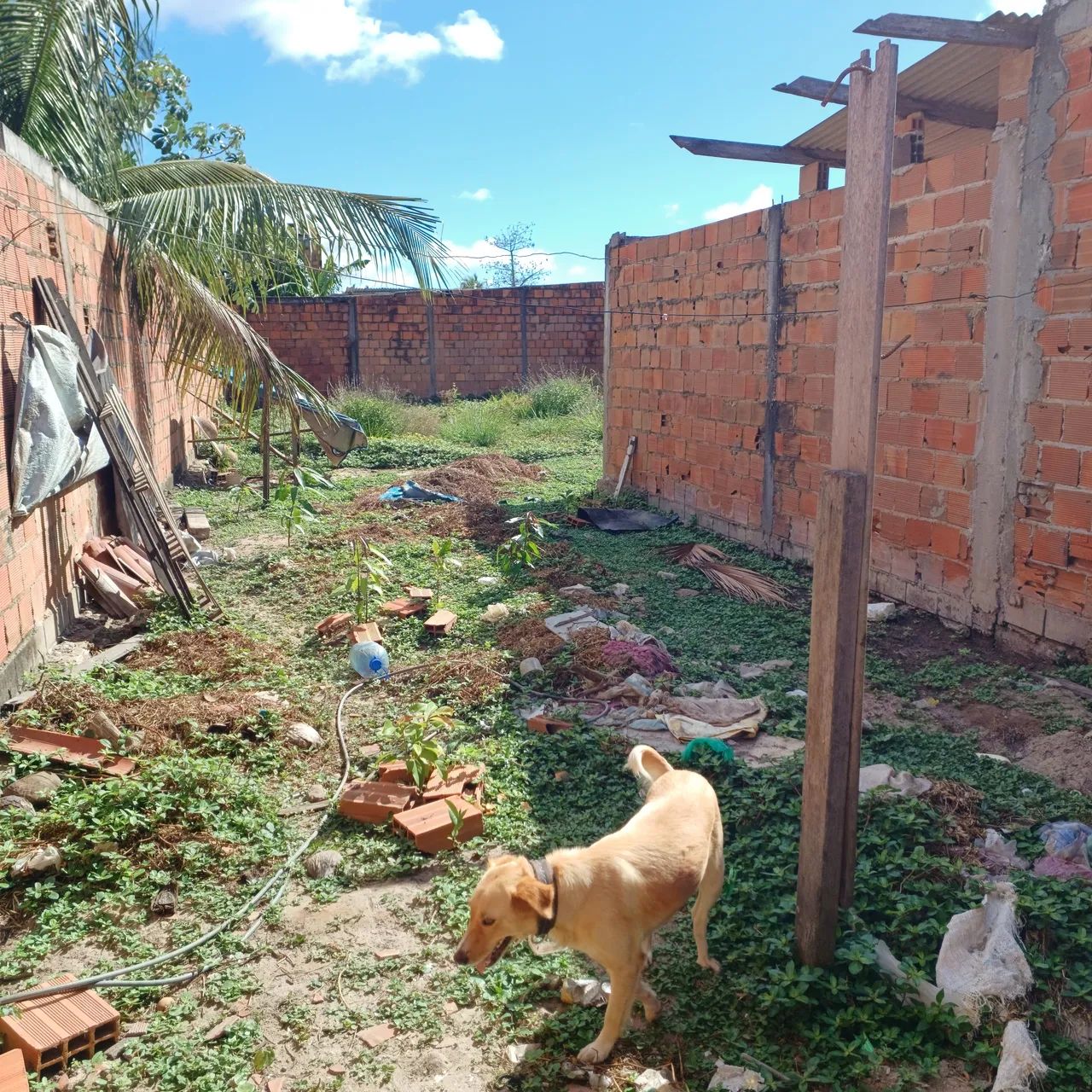 Vendo terreno grande com uma casa simples - Foto 2