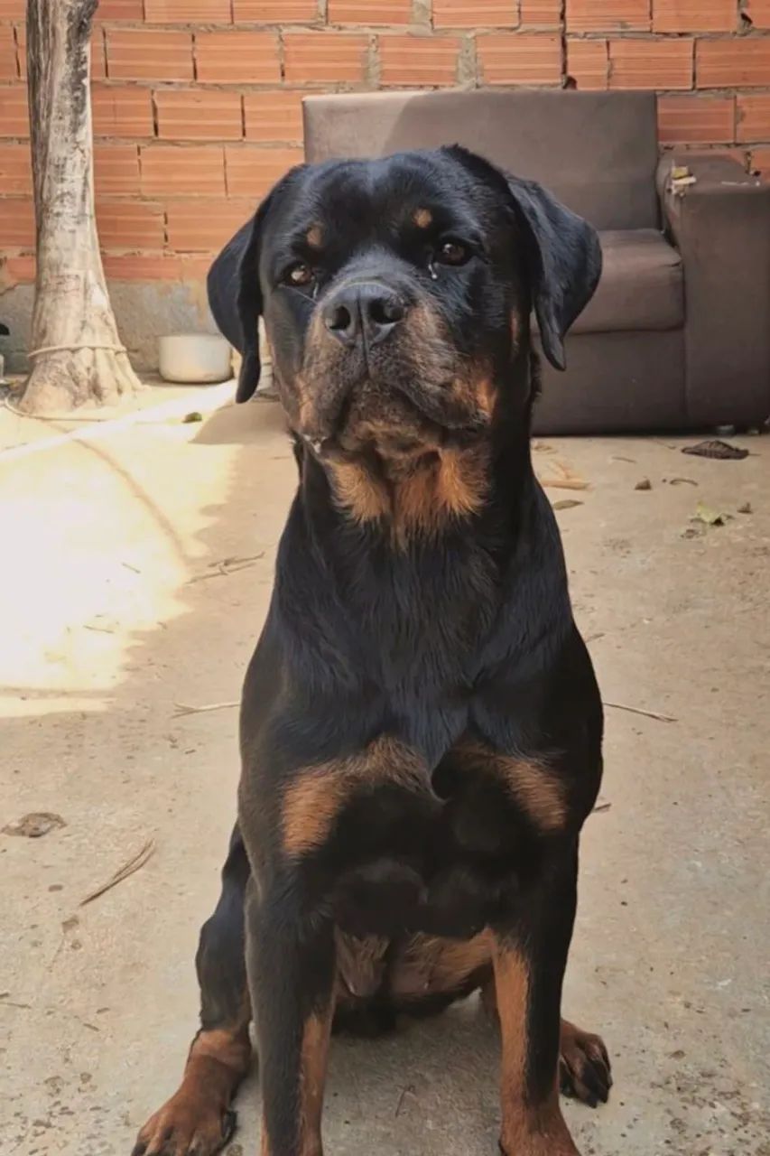 Rottweiler fêmea  - Foto 2