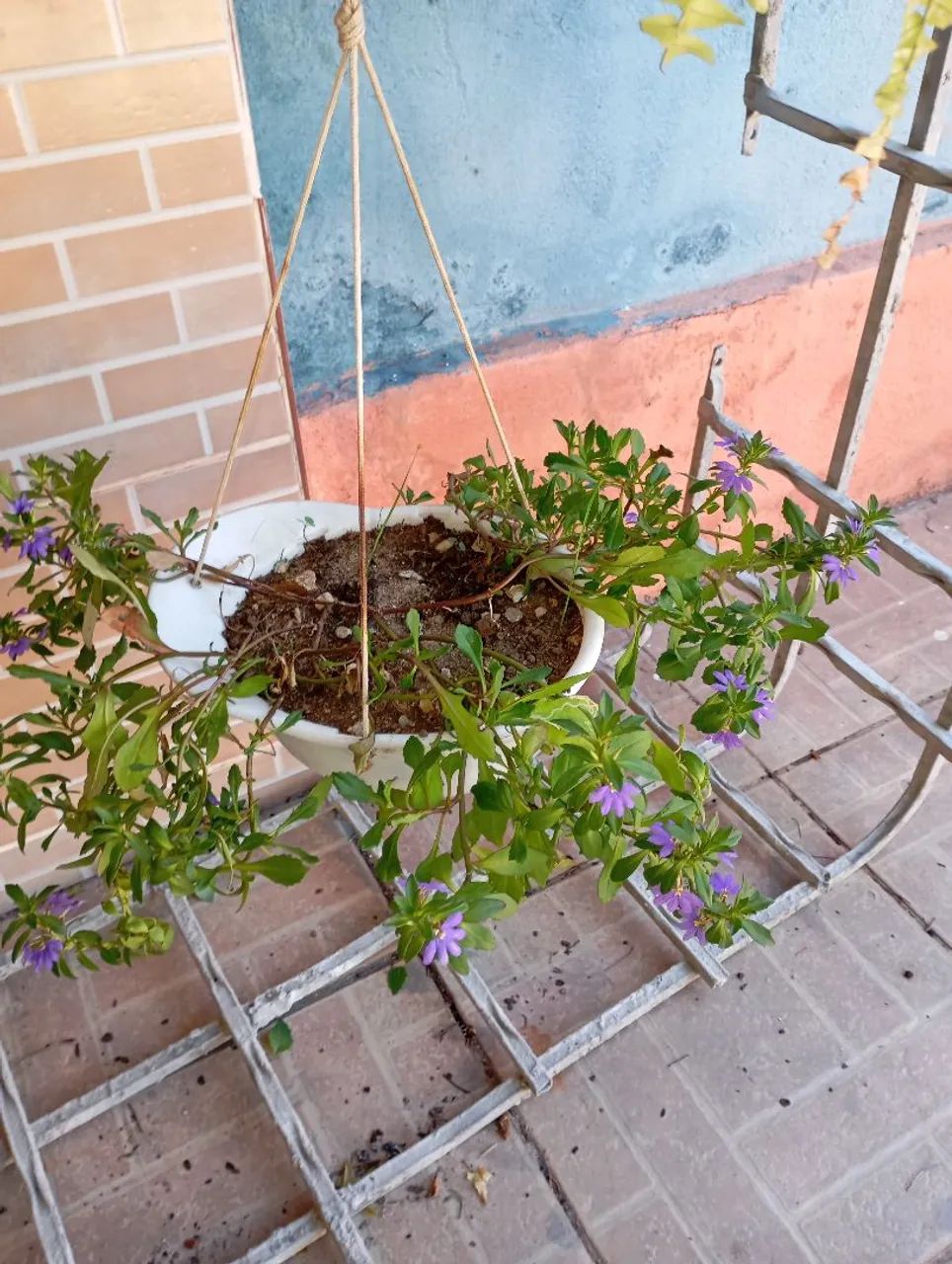 Sementes e plantas  - Foto 5