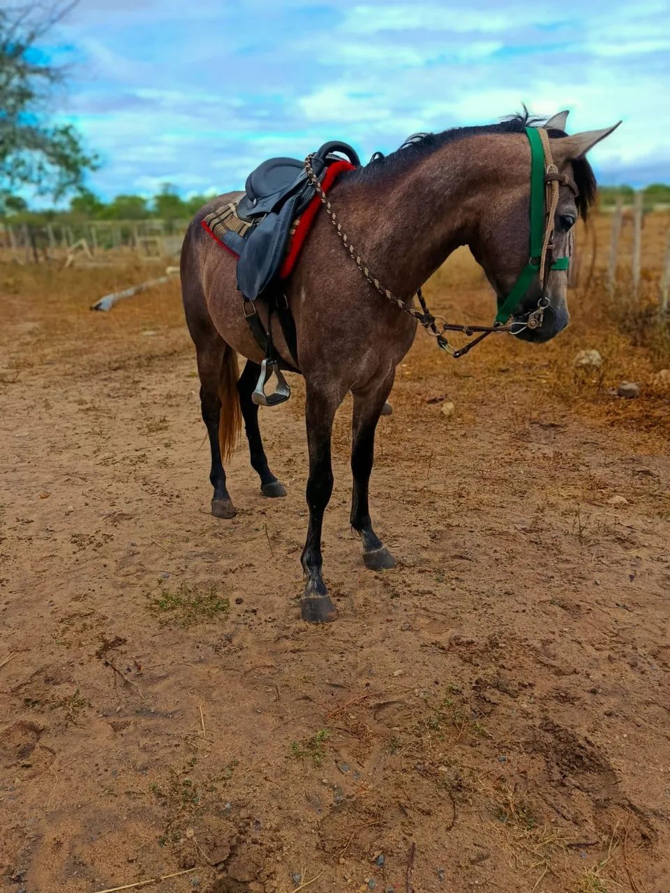 Potro manso de sela  Picado legítimo e de origem - Foto 2