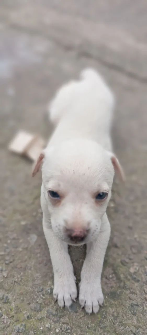 Adoção de cachorrinha - Foto 2