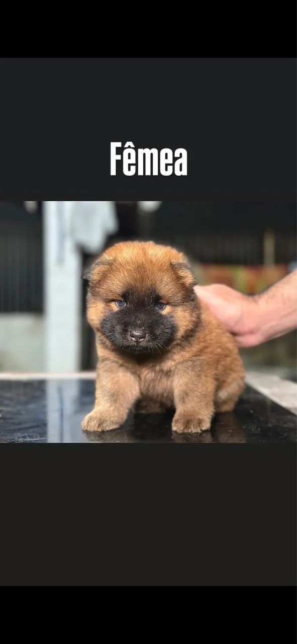 Chowchow  - Foto 5