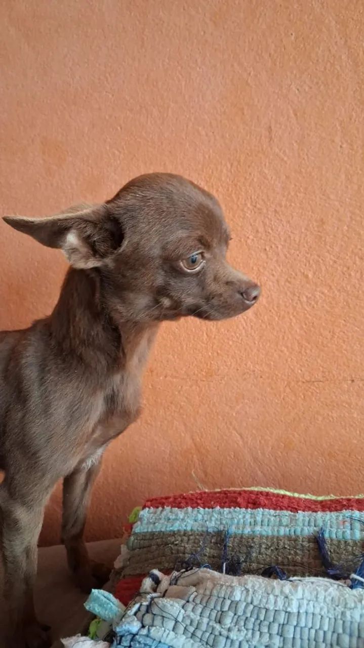 Vendo um picther  - Foto 2