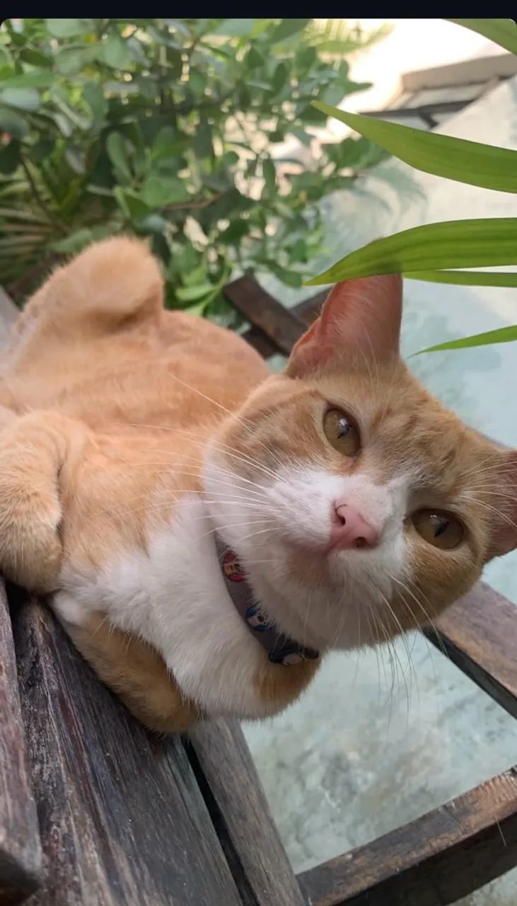 Doação de gato macho  - Foto 2