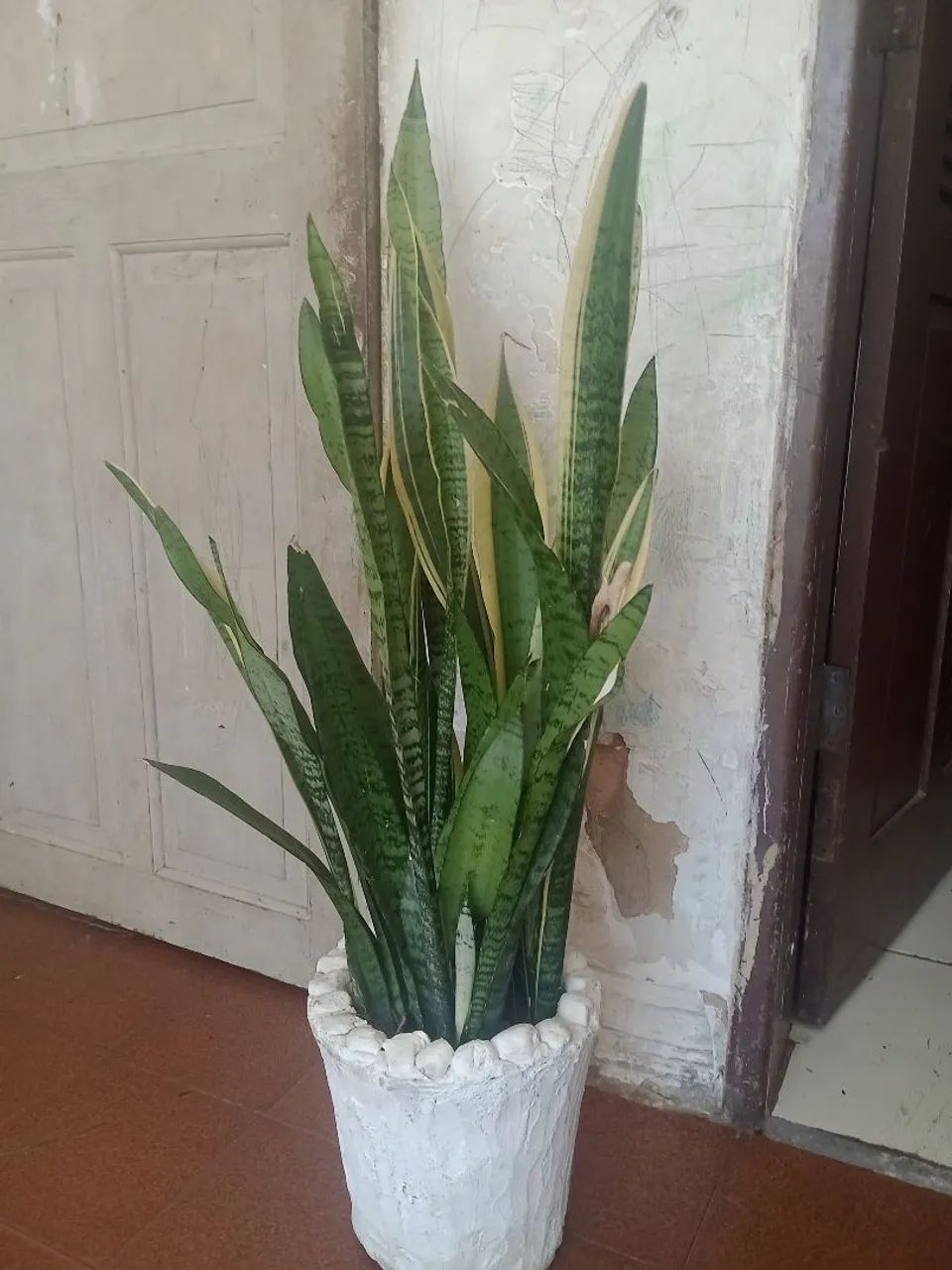 PLANTA - Foto 2