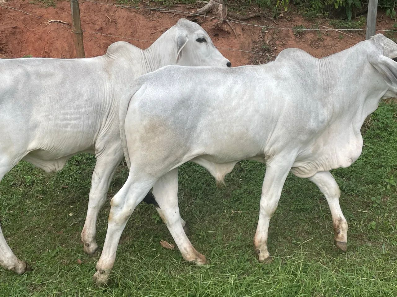 Tourinho Tabapuã - Foto 4