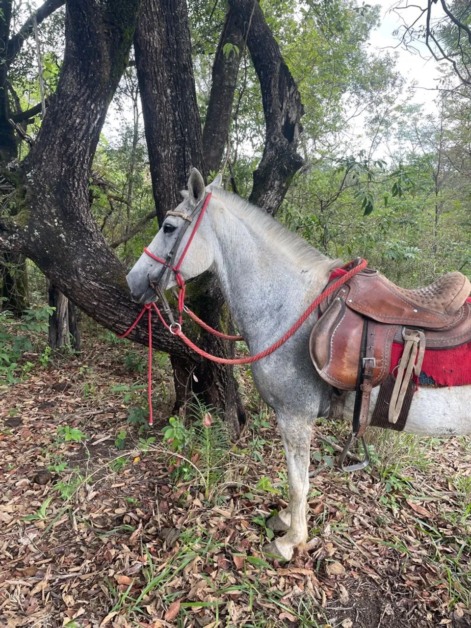 Égua marcha picada - Foto 3