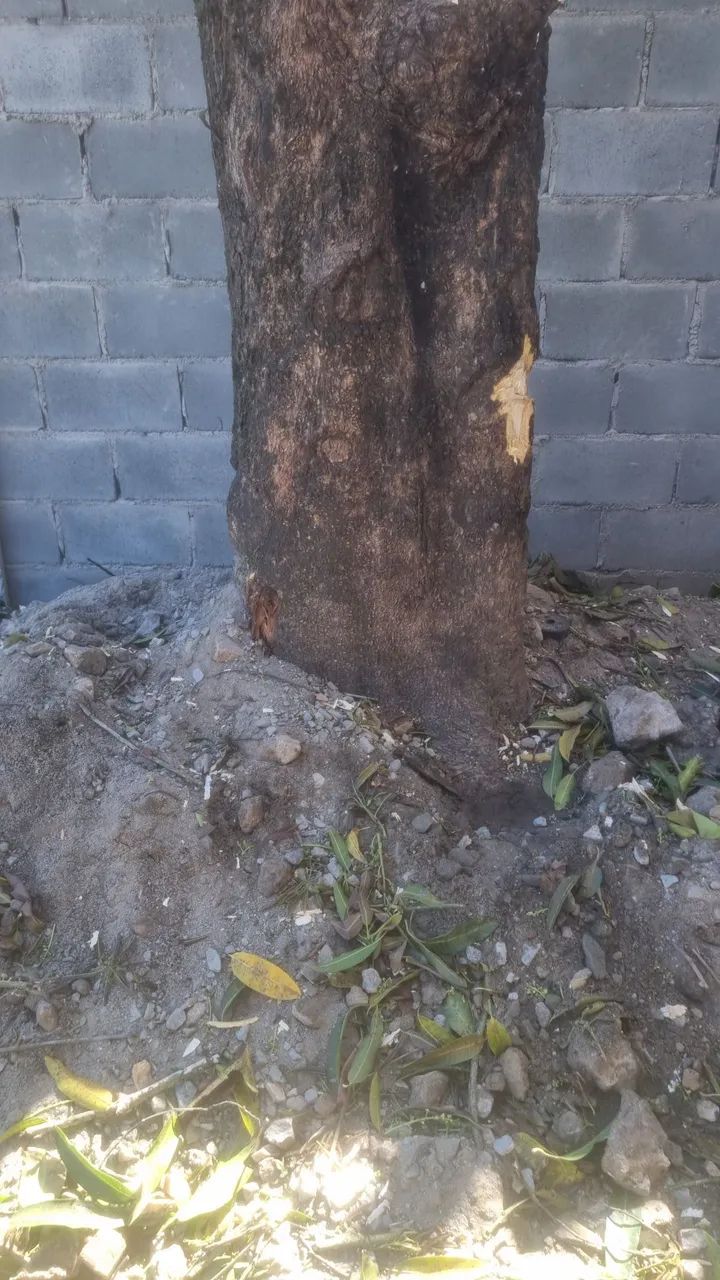 Poldas e cortes de árvores toda Maceió  - Foto 2
