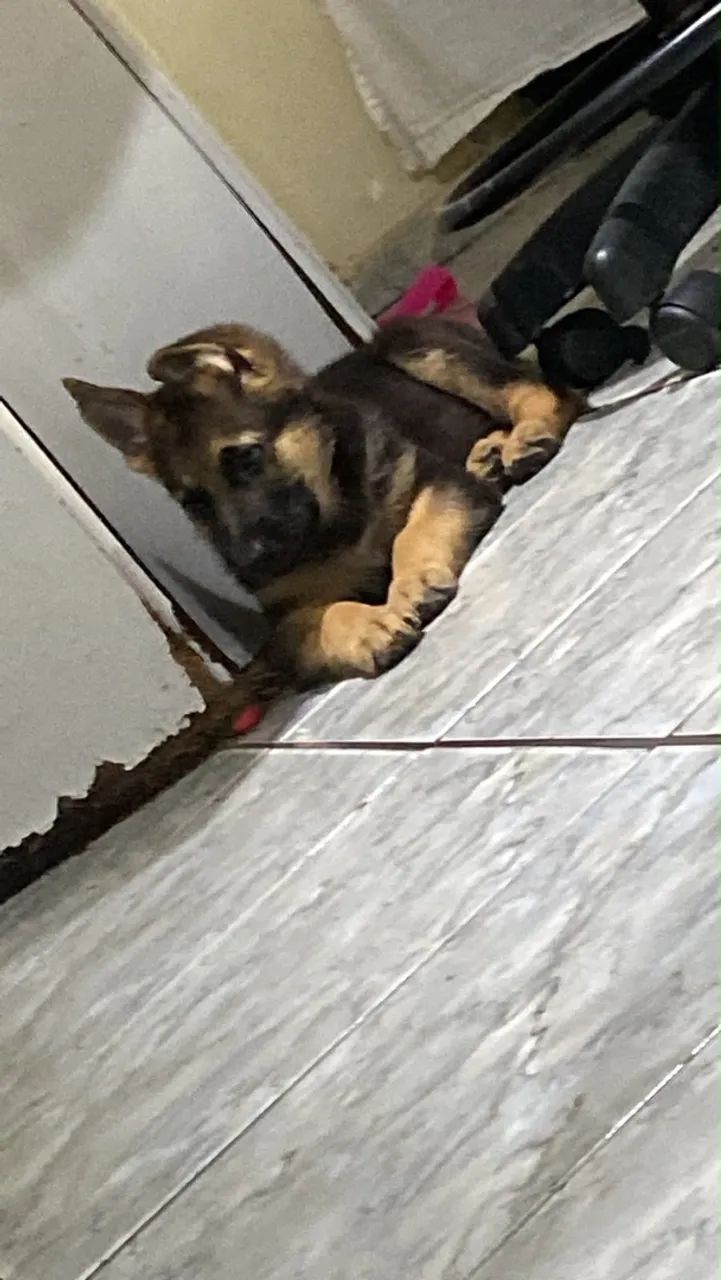 capa preta puro