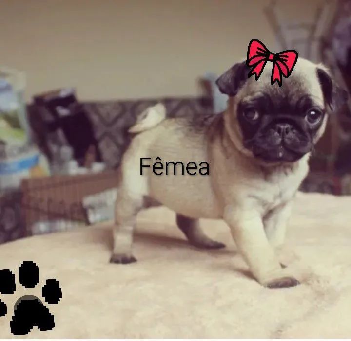 Pug fêmea e macho - Foto 3