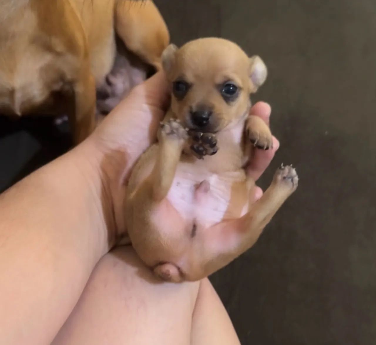 Filhotes de Pinscher e - Foto 2