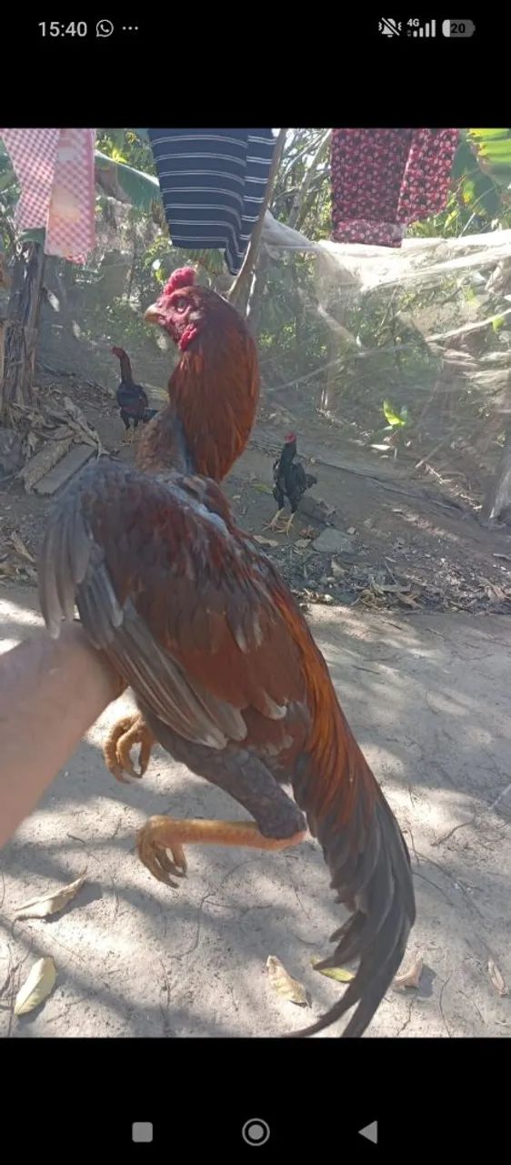 Frango  - Foto 3