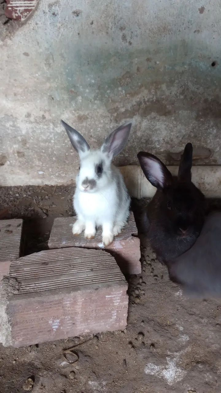 Vende-se duas coelhas pretas  - Foto 3