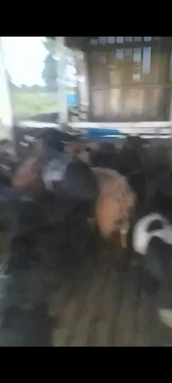 Vendo Ovelhas e Carneiro - Foto 5