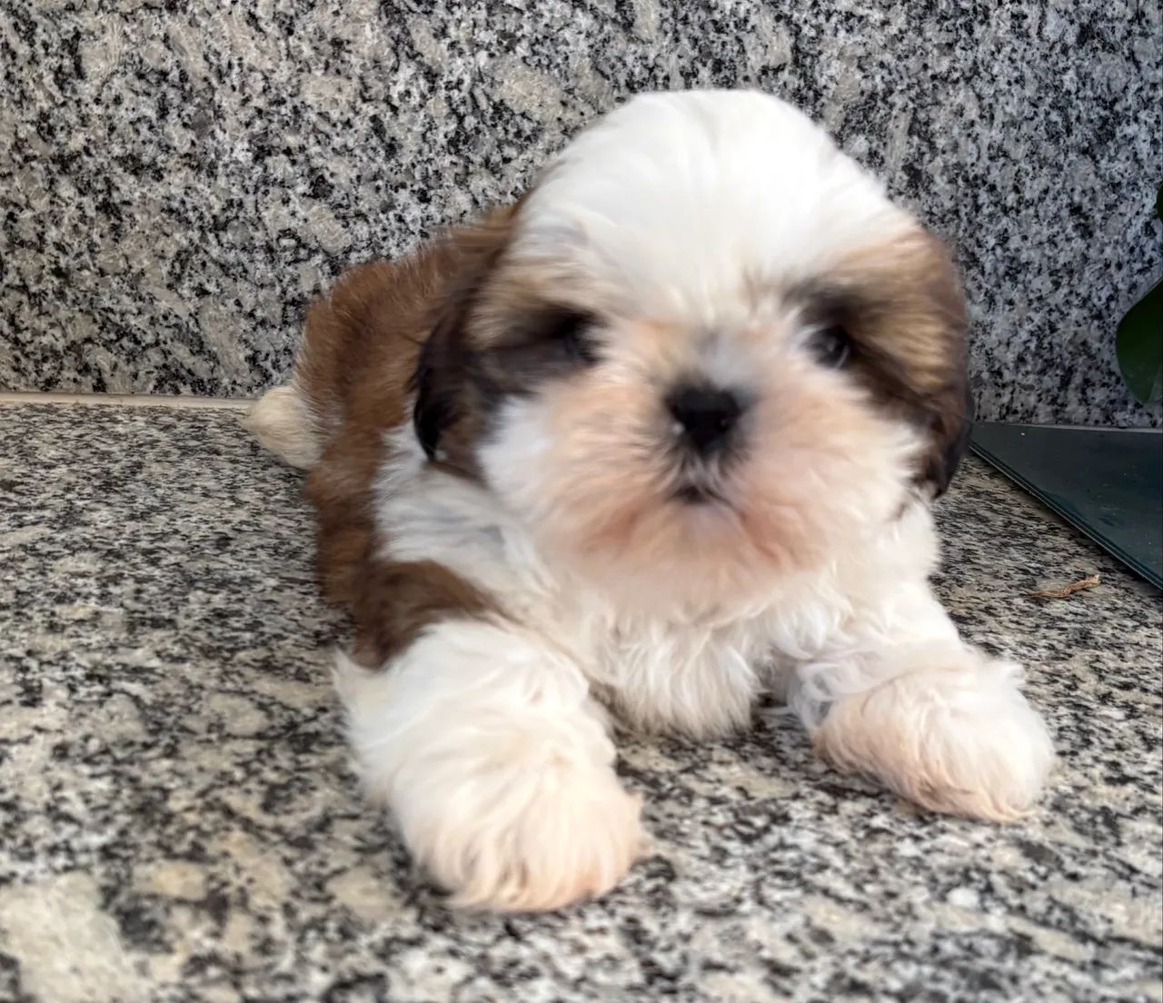 Shih tzu macho 