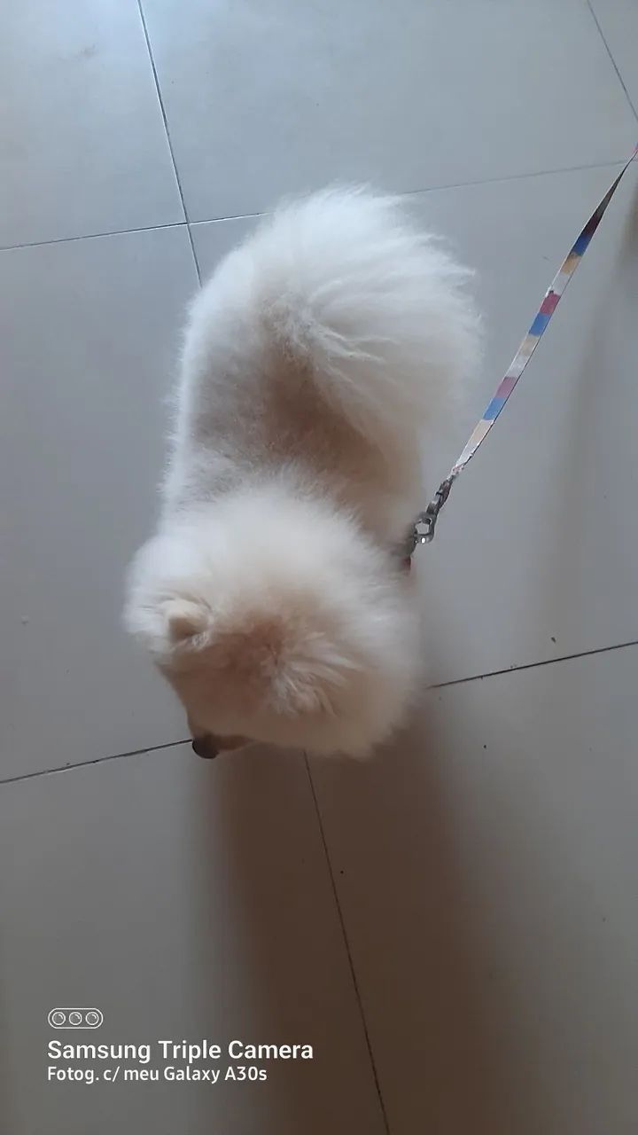 Spitz alemão macho pra cruzar  - Foto 2