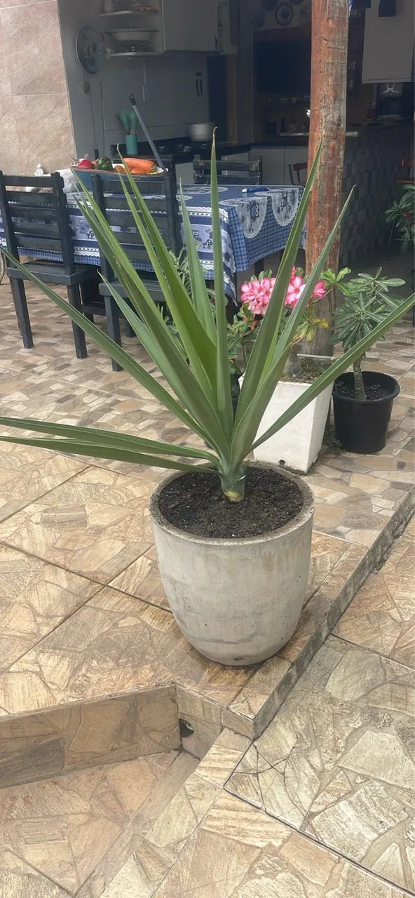 Planta Yuca - Foto 2