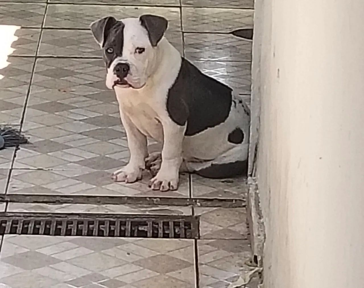 Macho tem 4 meses