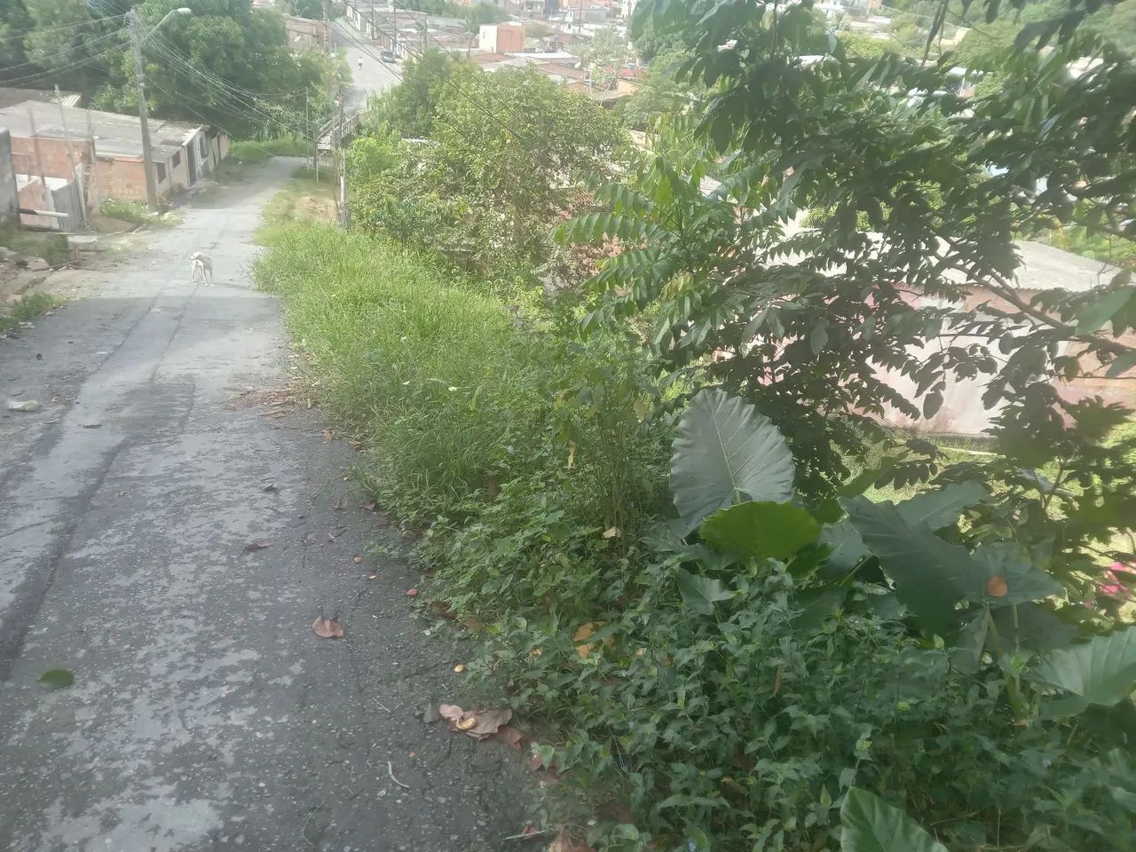 Vendo terreno no fazendinha.